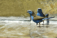 Uraeginthus angolensis